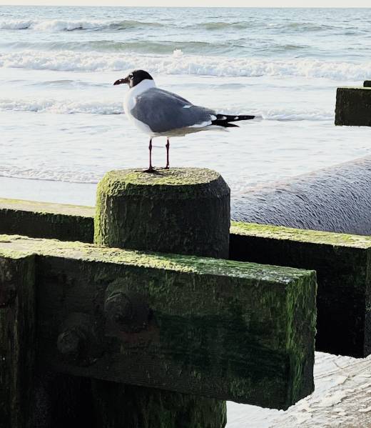 Strand und Natur – Hotel Bloemfontein Borkum Strand und Natur – Hotel Bloemfontein Borkum